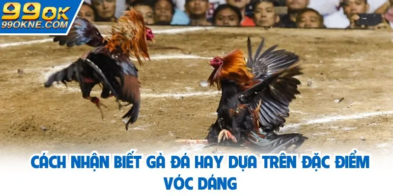 Cách nhận biết gà đá hay dựa trên đặc điểm vóc dáng