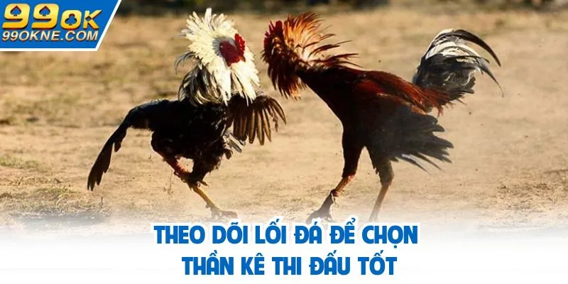 Theo dõi lối đá để chọn thần kê thi đấu tốt