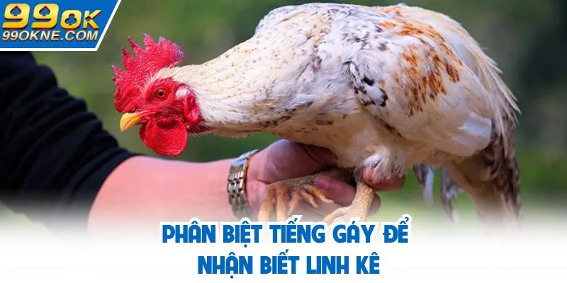 Phân biệt tiếng gáy để nhận biết linh kê