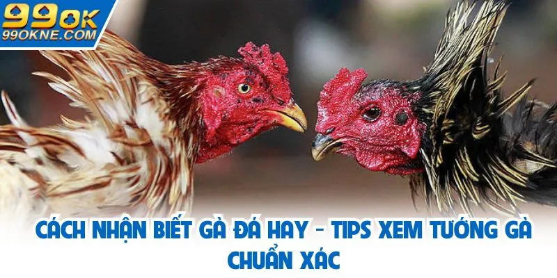 cách nhận biết gà đá hay