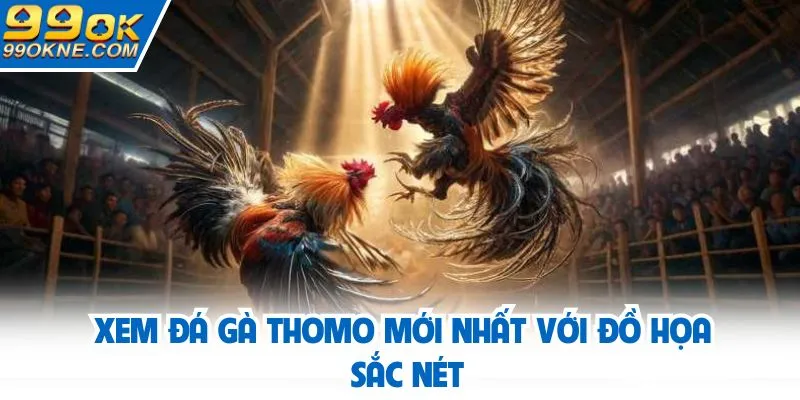 Xem đá gà Thomo mới nhất với đồ họa sắc nét
