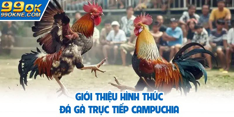 Đá gà trực tiếp Campuchia có giao diện sắc nét