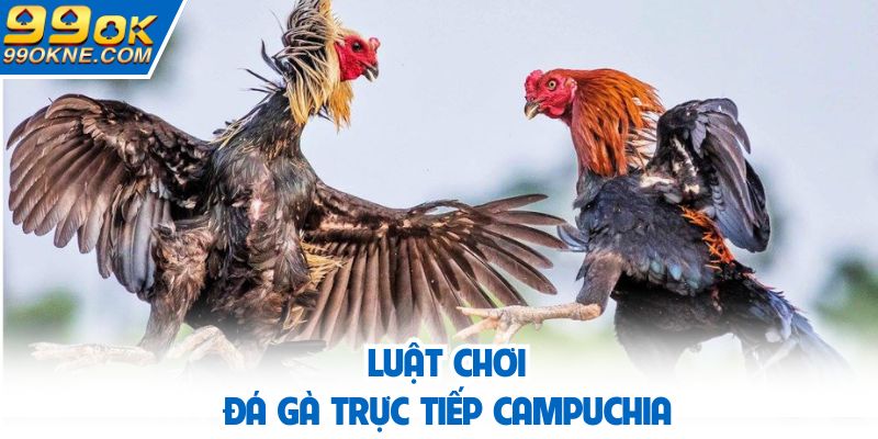 Những thông tin về luật mà bạn cần chú ý trong đá gà